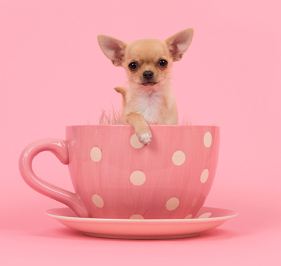 pet-influenceurs